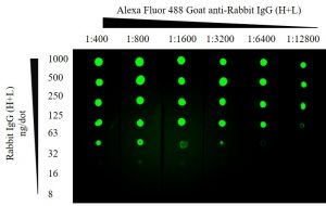 Fluorescent Western Blotting