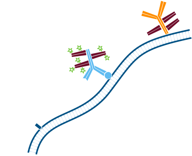 Use of FabuLight - labeled primaries for two antigens on tissue: step four.