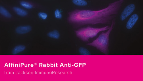 Thumbnail Preview of For The Detection of GFP And Its Derivatives