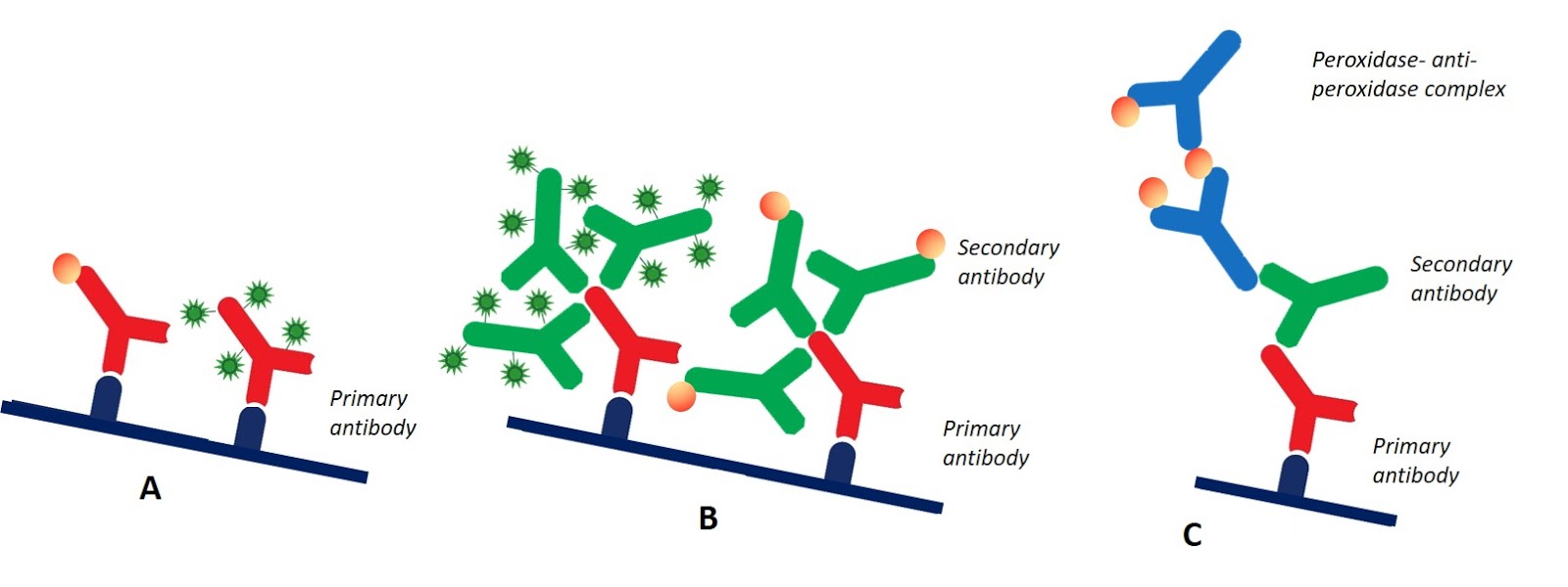 IHC/IF/ICC Secondary Antibodies - Jackson ImmunoResearch