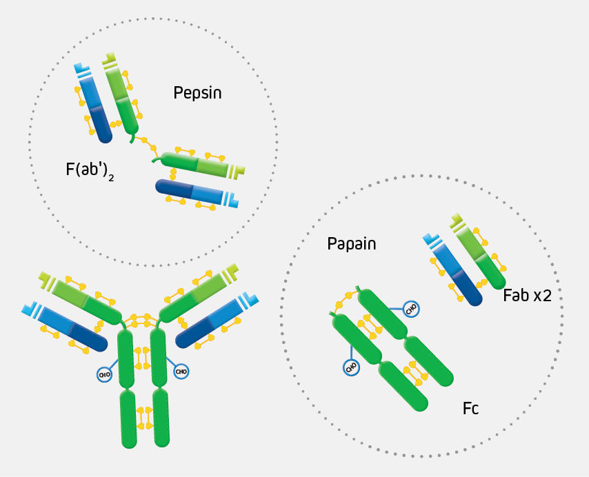toenemen petticoat Bestaan Secondary Antibody Selection - Jackson ImmunoResearch