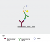 Tips for Selecting the Right Secondary Antibody