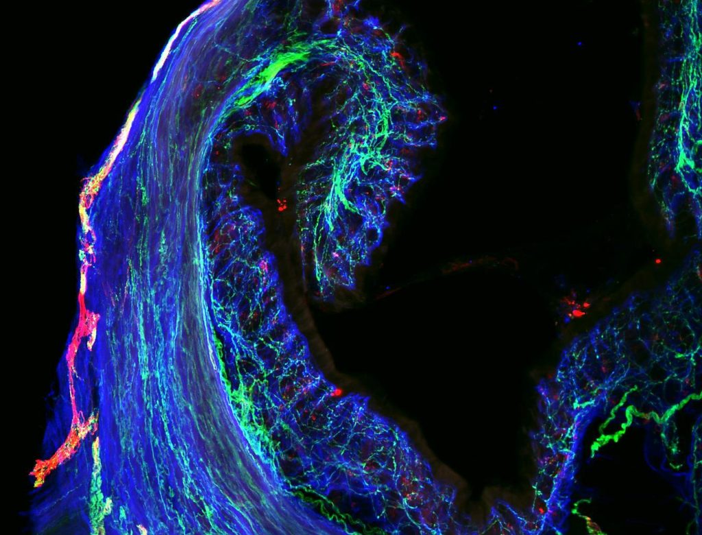 Mouse Colon Nerve Fibers