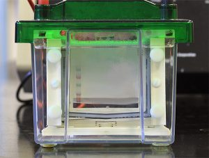 Western blotting guide: Part 2, Protein separation by SDS-PAGE