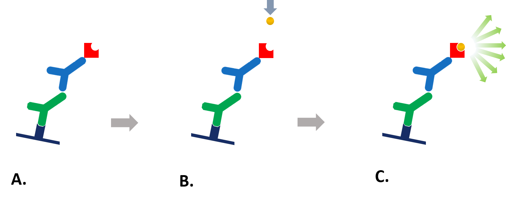 Chemiluminescent Western Blotting