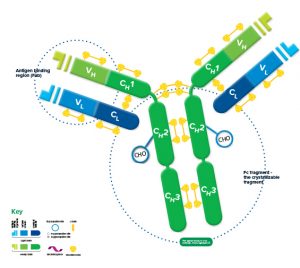 Immunoglobulin structure and function